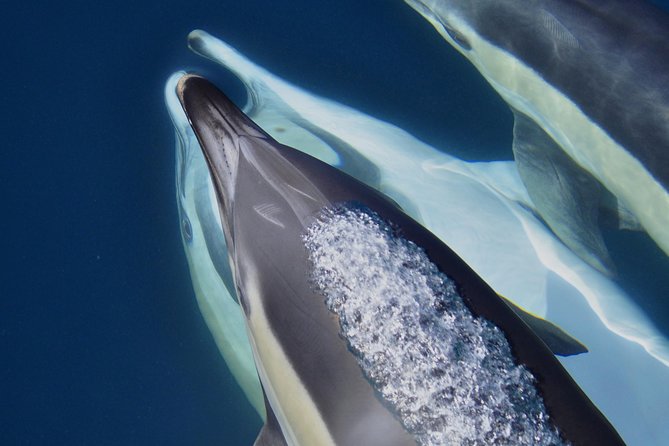 Dolphin Watching Excursion in Gibraltar - Responsible dolphin watching you can feel in the details