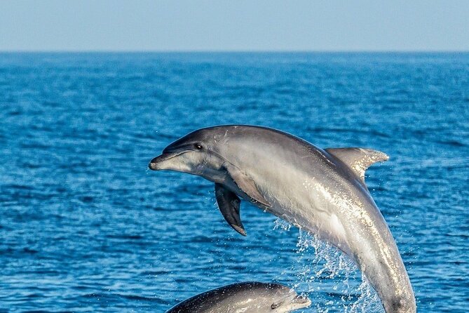 Dolphin Watching Excursion in Gibraltar - What if you don’t see dolphins? (and how this tour tries to prevent disappointment)