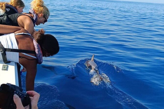 Dolphin Watching from Faro - Meeting at Cais das Portas do Mar: Start Smart and Start Calm