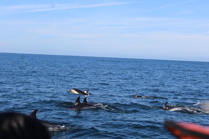 Dolphin Watching from Faro - Ilha do Farol and the Ria Formosa Channels: The First Wildlife Chapter
