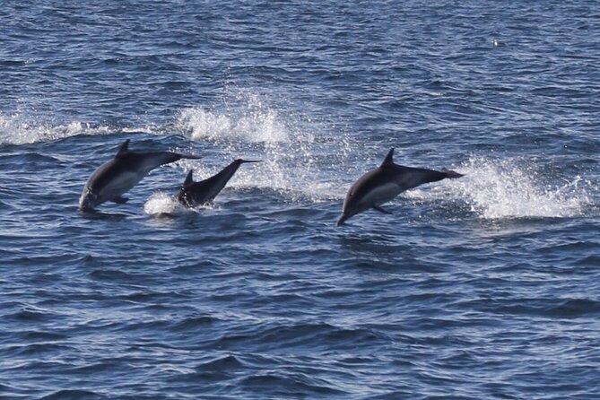Dolphin Watching from Faro - Returning to Faro by Tide: Why the End Feels Different