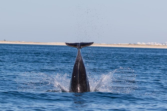 Dolphin Watching from Fuzeta - Why Fuzeta Is a Smart Base for Dolphin Watching