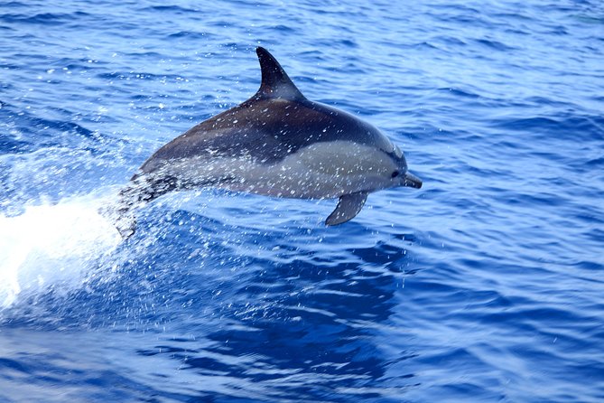 Dolphin Watching from Fuzeta - Step One: Fuzeta Beach and the Real Goal—Wild Dolphin Behavior