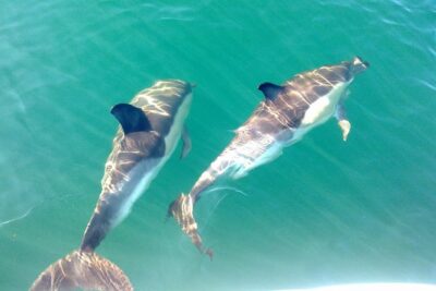 Dolphin Watching from Fuzeta - Meeting Point Reality: What to Do Before You Leave