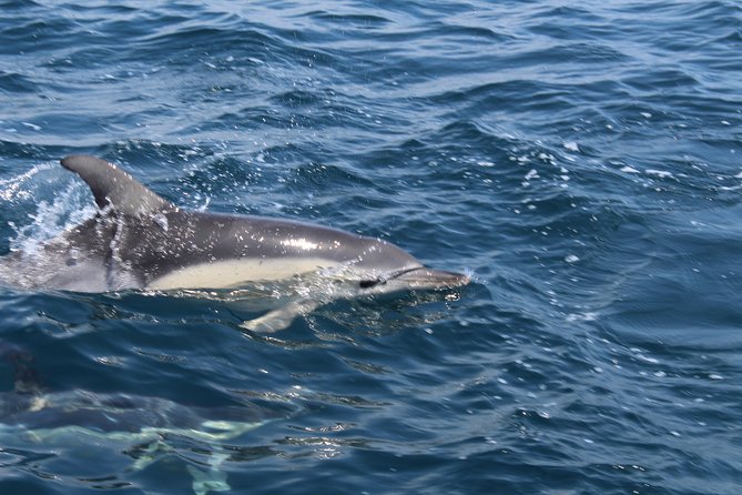 Dolphin Watching from Lagos with Marine Biologists - Meeting Bluefleet at Lagos Train Station (and why it matters)