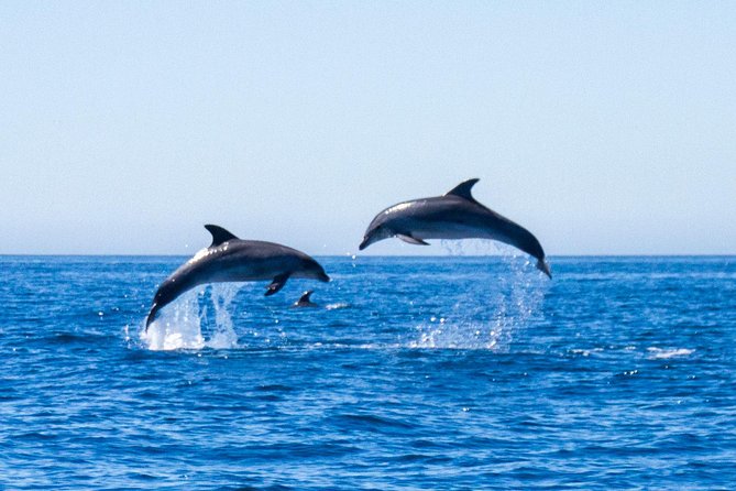 Dolphin Watching from Lagos with Marine Biologists - The dolphin search: live guidance, not guesswork