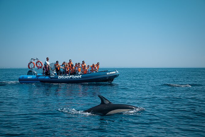 Dolphin Watching from Lagos with Marine Biologists - Price and value: is $48.39 worth it?