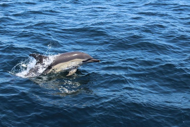 Dolphin Watching from Lagos with Marine Biologists - Learning on board: marine biology explained in real time