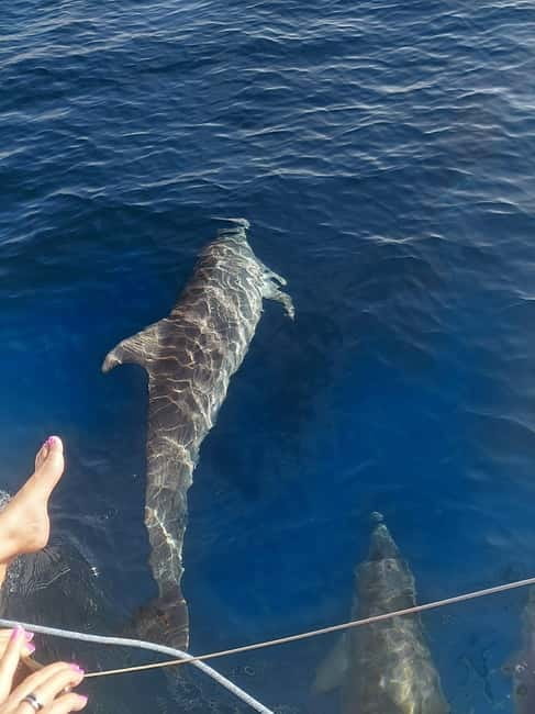 Dolphin watching in Estepona - Key things to know before you go