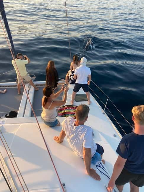 Dolphin watching in Estepona - Dolphins, plus other sea life you might spot