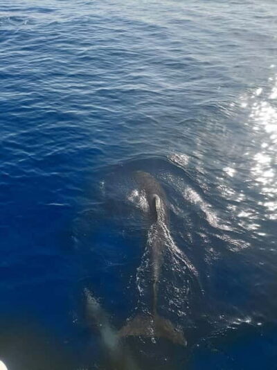 Dolphin watching in Estepona - How the cruise runs aboard the Moby Dick Lagoon 380