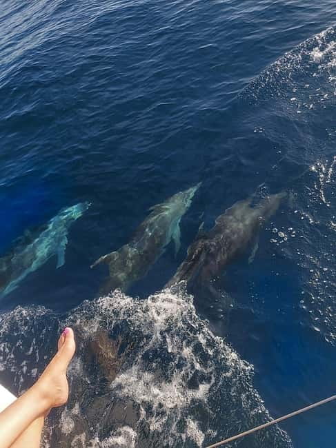 Dolphin watching in Estepona - Best timing: the sweet spot for dolphin chances