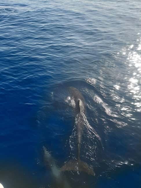 Dolphin watching in Estepona - How the cruise runs aboard the Moby Dick Lagoon 380