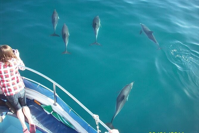 Dolphin Watching in Gibraltar Dolphin Safari V.I.P - Quick hits before you go