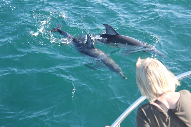 Dolphin Watching in Gibraltar Dolphin Safari V.I.P - Setting Off From Marina Bay: what the 2:00 pm start really means
