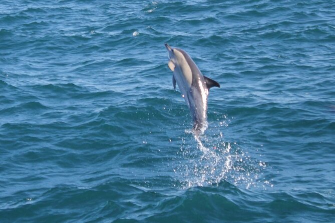 Dolphin Watching in Gibraltar Dolphin Safari V.I.P - The Dolphin Search: how you get close without feeling herded