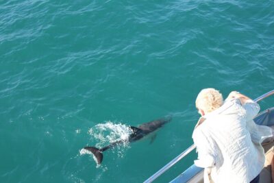 Dolphin Watching in Gibraltar Dolphin Safari V.I.P - Onboard Setup: the VIP boat experience in plain terms
