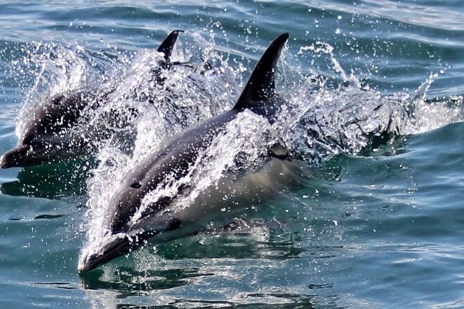 Dolphin Watching in Gibraltar Dolphin Safari V.I.P - What you’ll actually see: the Strait’s scenery from the water