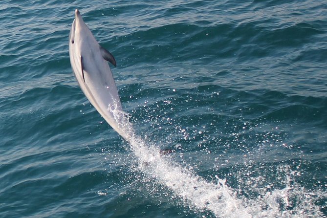 Dolphin Watching in Gibraltar Dolphin Safari V.I.P - Comfort, space, and motion: the VIP trade-offs you should know