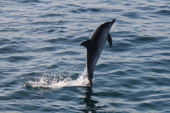 Dolphin Watching in Gibraltar Dolphin Safari V.I.P - Price and value: is $34 a fair deal?