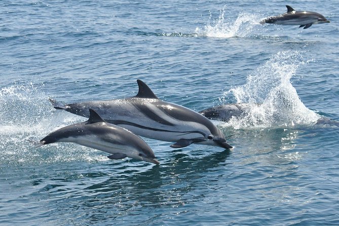 Dolphin Watching in Gibraltar & Fast Track Priority Cable Car - The Boat Experience: Why the Viewing Style Matters