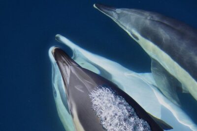 Dolphin Watching in Gibraltar & Fast Track Priority Cable Car - 75 Minutes on the Water: Chasing Wild Dolphins in the Strait of Gibraltar