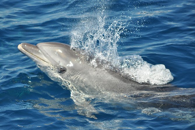 Dolphin Watching in Gibraltar & Fast Track Priority Cable Car - Morocco, Spain, and the Rock: What You’re Seeing Between Dolphin Pods