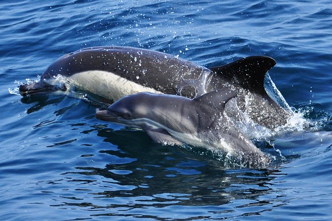 Dolphin Watching in Gibraltar & Fast Track Priority Cable Car - Cable Car Priority: Getting to the Rock Without Losing Your Day