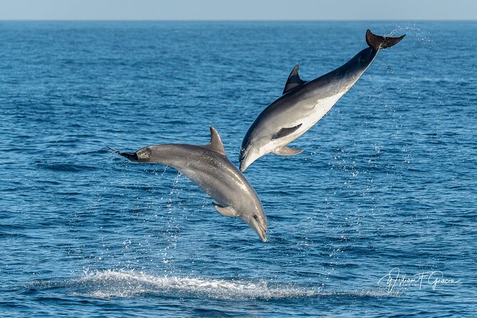 Dolphin Watching in Gibraltar & Fast Track Priority Cable Car - The Rock Experience: Barbary Apes and Panoramic Views