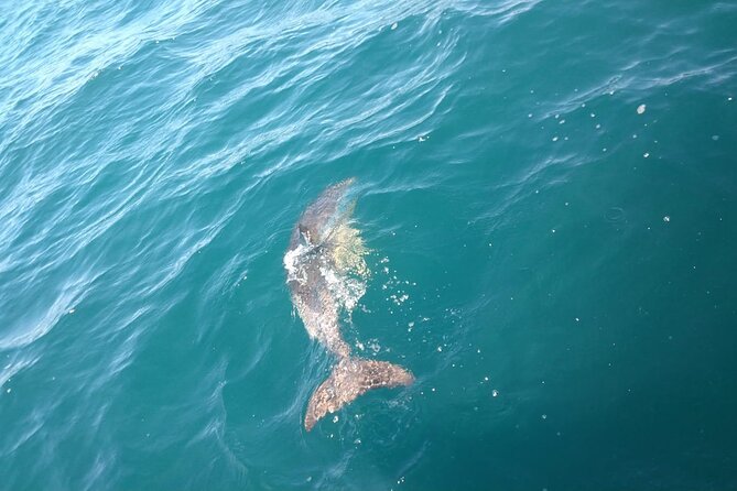 Dolphin Watching in Gibraltar with Dolphin Safari - Marina Bay Square: finding your start point without stress