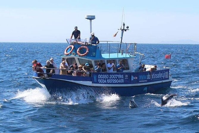 Dolphin Watching in Gibraltar with Dolphin Safari - Dolphins up close: what the best sightings actually look like