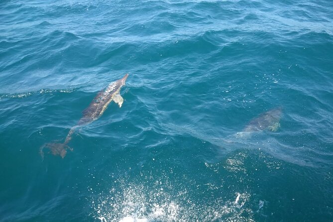 Dolphin Watching in Gibraltar with Dolphin Safari - What you get on board (and what you should bring)
