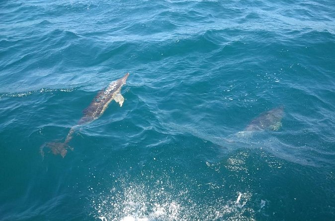 Dolphin Watching in Gibraltar with Dolphin Safari - Price and value: is $47.54 worth it?