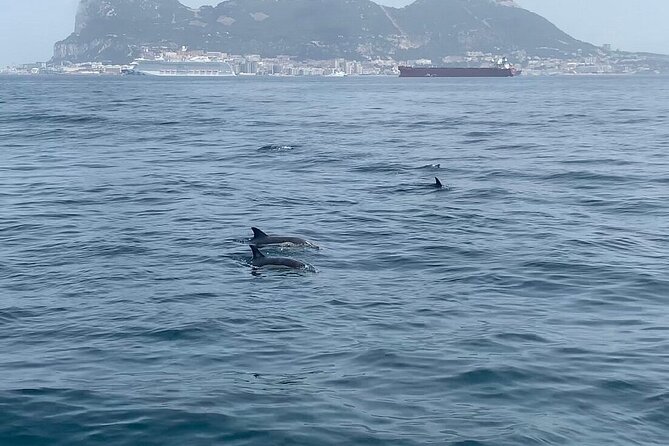 Dolphin Watching in Gibraltar with Dolphin Safari - Who this fits best (and who should skip)