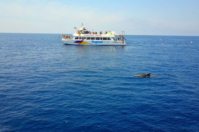 Dolphin Watching in Mallorca (Paguera) - Key Points You’ll Care About