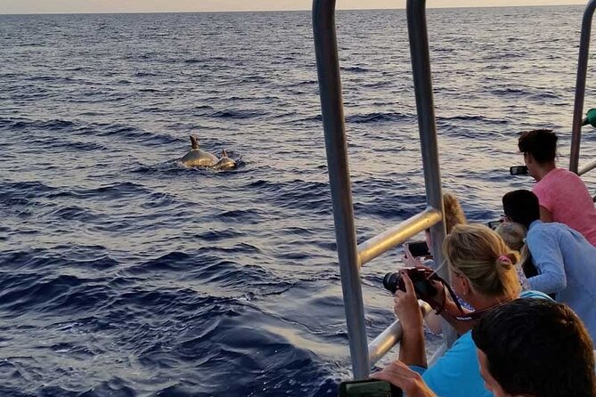Dolphin Watching in Mallorca (Paguera) - Dolphin Watching in Paguera: How This Cruise Works
