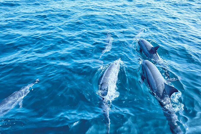 Dolphin Watching in Mallorca (Paguera) - Onboard Setup: Catamaran Comfort, Bars, and Toilets