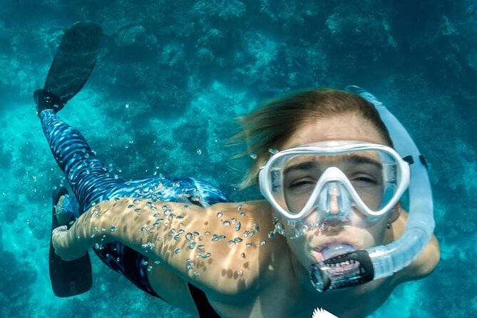 Dolphin Watching in Mallorca (Paguera) - Stop 1: Peguera Offshore Dolphin Search + the Main Swim