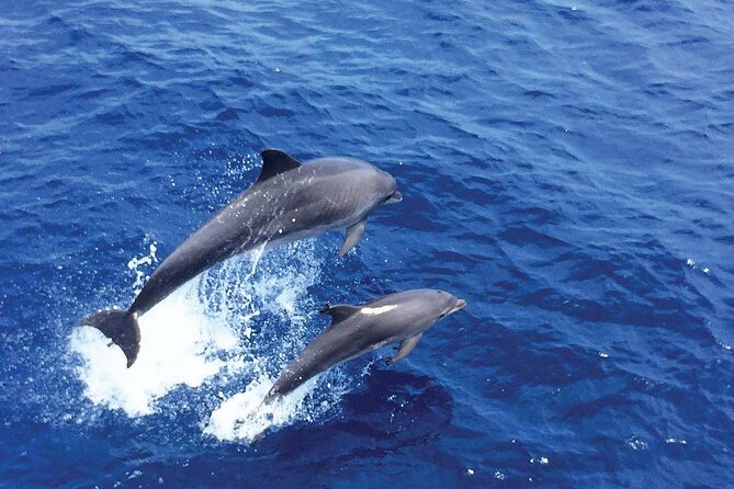 Dolphin Watching in Mallorca (Paguera) - Stop 2: Camp de Mar Bay Swim Break
