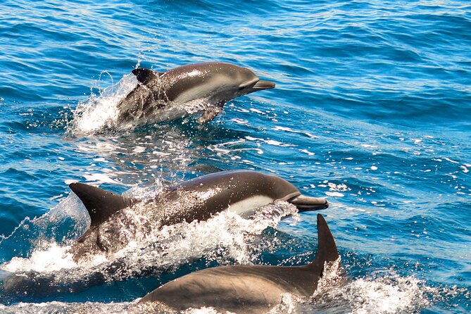 Dolphin-Watching in Marina de Lagos - Key things that make this dolphin cruise work