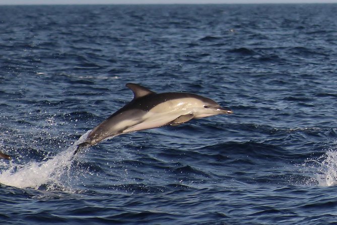 Dolphin-Watching in Marina de Lagos - The 90-Minute Atlantic Run: Speedboat Energy and Sea Conditions