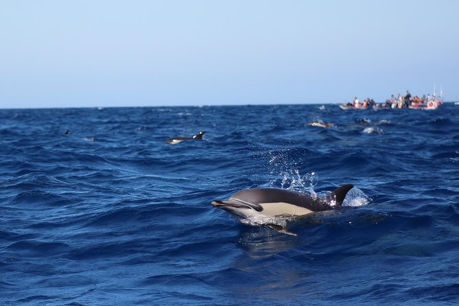 Dolphin-Watching in Marina de Lagos - Dolphins Up Close, While the Crew Plays It Smart