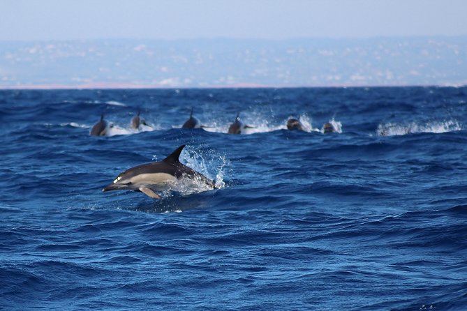 Dolphin-Watching in Marina de Lagos - Animal-Respect Details That Make the Experience Better