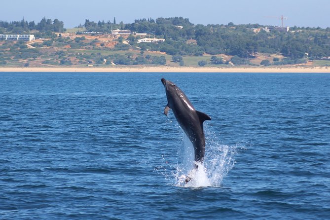 Dolphin-Watching in Marina de Lagos - Price and Value: Why $41.13 Can Feel Worth It