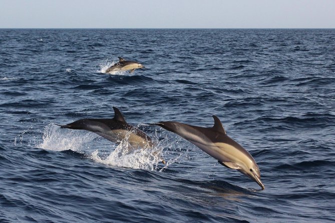 Dolphin-Watching in Marina de Lagos - Who This Tour Fits (and Who Might Prefer Something Different)