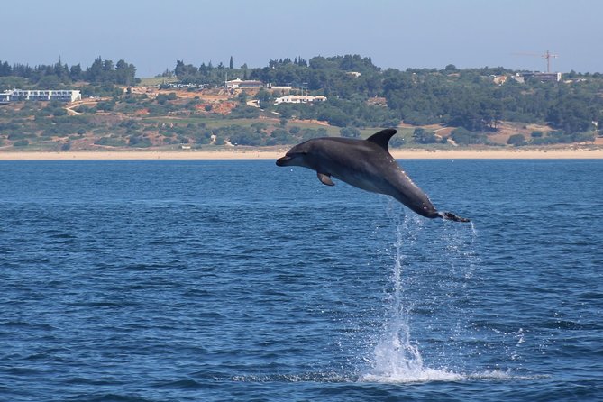 Dolphin-Watching in Marina de Lagos - What to Bring (So You Don’t Spend the Trip Thinking About It)