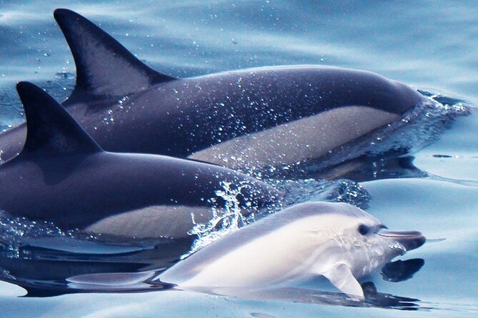 Dolphin-Watching in Marina de Lagos - Your Route From Passeio dos Descobrimentos 5: How the Day Feels