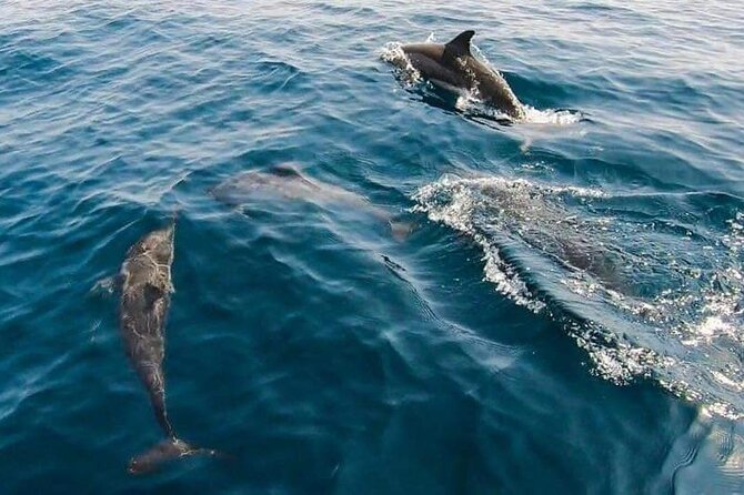 Dolphin Watching in Muscat - The Human Side: Welcoming Crew and Real Wildlife Patience