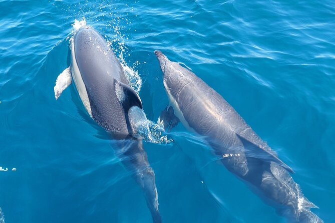 Dolphin Watching in Sesimbra - Key Highlights That Matter (Before You Go)