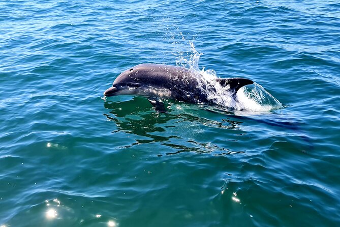 Dolphin Watching in Sesimbra - Sesimbra Dolphin Watching: What the 3-Hour Trip Feels Like